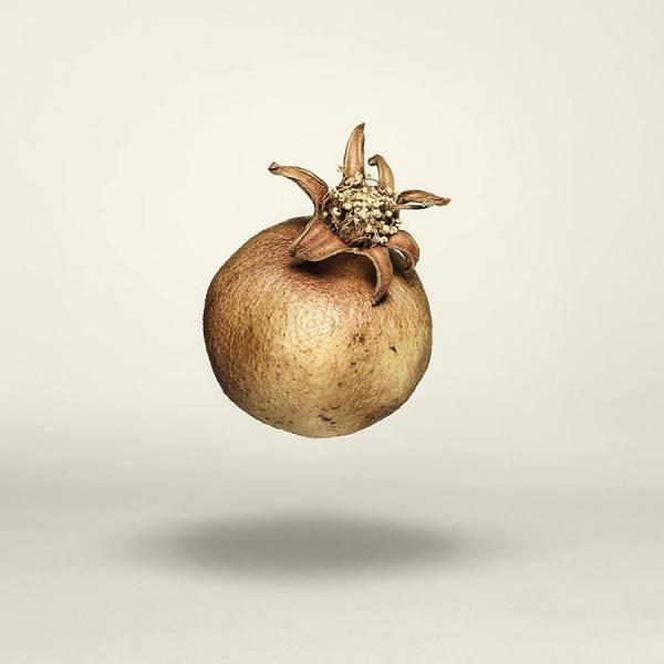 Photograph Gonzalo Puertas Pomegranate Belonging To G Puertas 2012 Calendar on One Eyeland